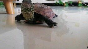 家里的乌龟吃瓜,我家乌龟的夏日美食之旅