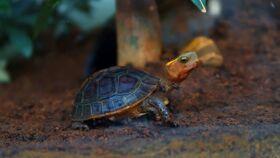 家里的乌龟吃瓜,我家乌龟的夏日美食之旅