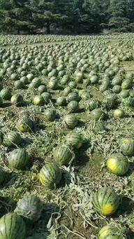 吃瓜视频真实事件吃瓜,一场网络舆论的风暴