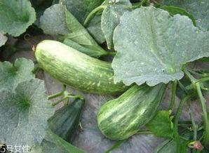 晚上吃酥瓜,一场味蕾与夜晚的邂逅